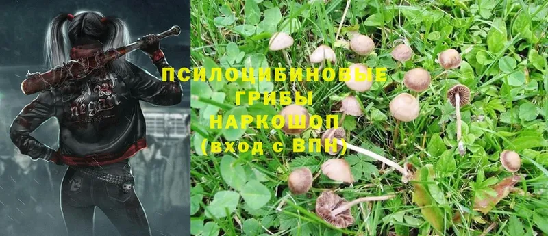 ОМГ ОМГ зеркало  Курск  Галлюциногенные грибы MAGIC MUSHROOMS 